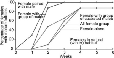 Use the following figure to answer the question. Based on the information in the figure, which of the following would you expect to observe in these animals? I.sexual dimorphism II.polygamy III.agonistic behavior