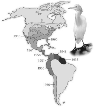 <strong>Use the diagram showing the spread of the cattle egret, Bubulcus ibis, since its arrival in the New World, to answer the question. The range of cattle egrets has expanded between 1937 and today. How would an ecologist likely best explain the expansion of the cattle egret?</strong> A) Climatic factors, such as sunlight, temperature, and precipitation, provide a suitable habitat for cattle egrets. B) There are no predators for cattle egrets in the New World, so they continue to expand their range. C) The abundant area and little competition with other birds occupying similar habitats met the biotic and abiotic requirements of the cattle egret expansion. D) The first egrets to colonize South America evolved into a new species capable of competing with the native species of herons and egrets.