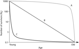 Use the graph to answer the following question. In the figure, which of the following survivorship curves most applies to humans living in developed countries?
