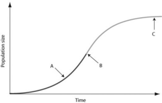 <strong>Use the graph to answer the following question. In the figure, which of the arrows represents the carrying capacity?</strong> A) arrow A B) arrow B C) arrow C D) Carrying capacity cannot be found in the figure because species under density-dependent control never reach carrying capacity.