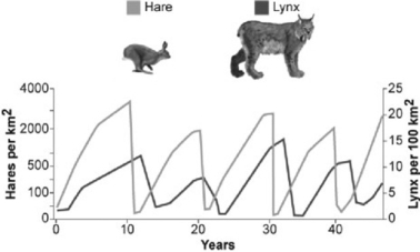 <strong>Use the graph to answer the following question. What conclusion can you draw from the figure?</strong> A) Hares decrease in number just before lynx population size increases. B) Lynx control hare population size. C) Lynx and hare populations are independent of each other. D) The relationship between the populations cannot be determined only from this graph.