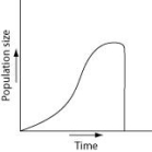 <strong>Which of the following graphs illustrates the growth over several seasons of a population of snowshoe hares that were introduced to an appropriate habitat also inhabited by predators in northern Canada?</strong> A) B) C) D)