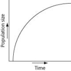 <strong>Which of the following graphs illustrates the growth over several seasons of a population of snowshoe hares that were introduced to an appropriate habitat also inhabited by predators in northern Canada?</strong> A) B) C) D)