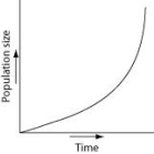 <strong>Which of the following graphs illustrates the growth over several seasons of a population of snowshoe hares that were introduced to an appropriate habitat also inhabited by predators in northern Canada?</strong> A) B) C) D)