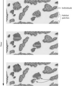 <strong>Use the figure to answer the following question. The figure represents the dynamics of ________.</strong> A) metapopulations B) extinction C) emigration D) both extinction and emigration