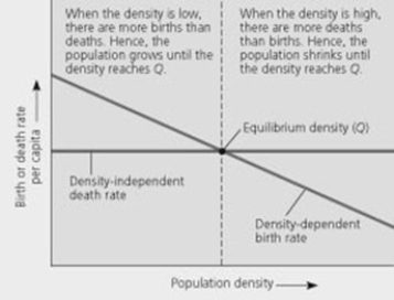<strong>Use the figure to answer the following question. In the figure, imagine a different scenario where the death rate per capita was dependent upon (and positively correlated with) the density of the population, and the birth rate was instead density independent. As the density of the population increased, ________.</strong> A) the death rate would decrease and the birth rate would decrease B) the death rate would increase and the birth rate would decrease C) the death rate would increase and the birth rate would remain stable D) the death rate would remain stable and the birth rate would increase