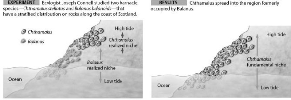 Use the figures to answer the following question. In the hypothesis that Chthamalus stellatus (a species of barnacle) is competitively excluded from the lower intertidal zone by Balanus balanoides (another species of barnacle), what could be concluded about the two species?