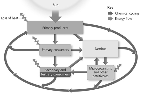 Use the following figure to answer the question.   In the figure, what could the jagged arrow leaving microorganisms and other detritivores represent?