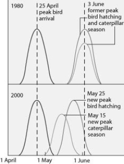 Use the following graph and information to answer the question. Flycatcher birds that migrate from Africa to Europe feed their chicks a diet that is almost exclusively moth caterpillars. The graph shows the peak dates of flycatcher arrival in Europe, bird hatching, and peak caterpillar season for the years 1980 and 2000. The y-axis is a measure of the abundance of birds, hatching chicks, and caterpillars. The shift in the peak of caterpillar season is most likely due to ________.