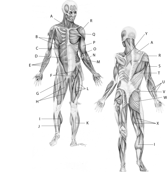 WEIGHT TRAINING FOR LIFE -Quadriceps