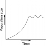 <strong>Which of the following graphs refer to this equation? \frac{d N}{d t}=0.5 \mathrm{~N} </strong> A) B) C) D) E)
