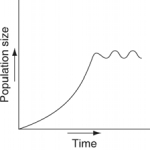 <strong>Which of the following graphs illustrates the growth curve of a population of snowshoe hares over several seasons in northern Canada?</strong> A) B) C) D) E)