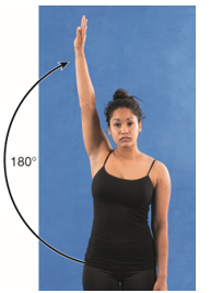 <strong>External shoulder rotation is demonstrated in which of the following figures?</strong> A) B) C) D)