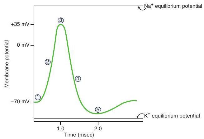 <strong>The following diagram of a nerve action potential applies to Questions : -At which labeled point on the action potential is \mathrm{K}^{+} closest to electrochemical equilibrium?</strong> A) 1 B) 2 C) 3 D) 4 E) 5