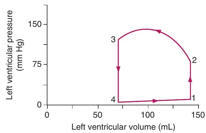 <strong> -On the graph showing left ventricular volume and pressure, isovolumetric contraction occurs between points</strong> A) 4 \rightarrow 1 B) 1 \rightarrow 2 C) 2 \rightarrow 3 D) 3 \rightarrow 4