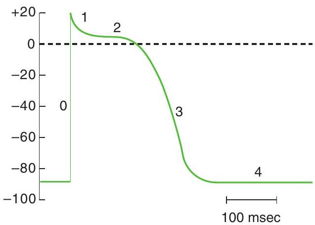 <strong> -During which phase of the ventricular action potential is the membrane potential closest to the \mathrm{K}^{+} equilibrium potential?</strong> A) Phase 0 B) Phase 1 C) Phase 2 D) Phase 3 E) Phase 4
