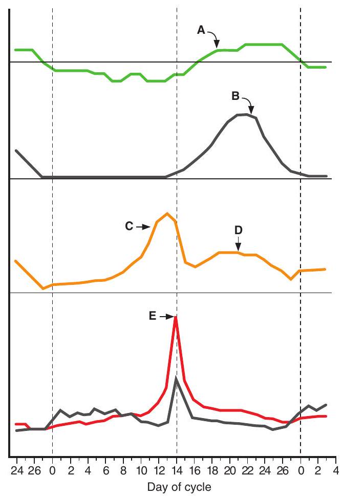<strong>Use the graph below, which shows changes during the menstrual cycle, to answer the following Questions -The increase shown at point A is caused by the effect of</strong> A) estrogen on the anterior pituitary B) progesterone on the hypothalamus C) follicle-stimulating hormone (FSH) on the ovary D) luteinizing hormone (LH) on the anterior pituitary E) prolactin on the ovary