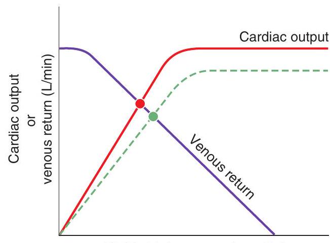 <strong>In the graph at upper right, the response shown by the dotted line illustrates the effect of Right atrial pressure (\mathrm{mm} \mathrm{Hg}) or end-diastolic volume (L)</strong> A) administration of digitalis B) administration of a negative inotropic agent C) increased blood volume D) decreased blood volume E) decreased total peripheral resistance (TPR)