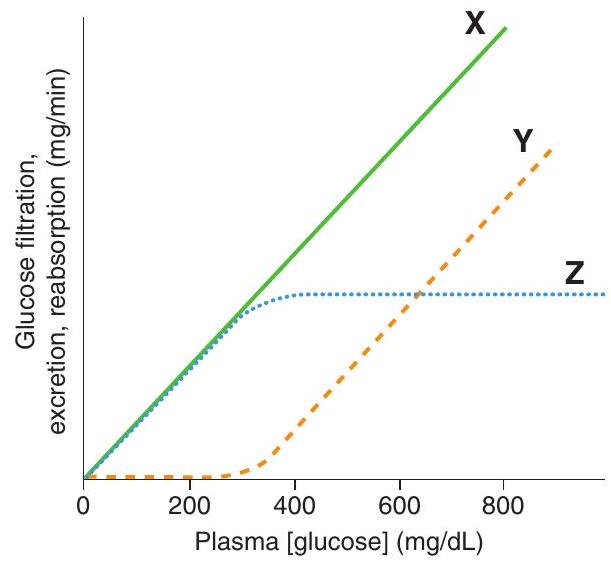  <strong>The following graph shows three relationships as a function of plasma [glucose]. At plasma [glucose] less than 200  \mathrm{mg} / \mathrm{dL} , curves  \mathrm{X}  and  \mathrm{Z}  are superimposed on each other because  </strong> A) the reabsorption and excretion of glucose are equal B) all of the filtered glucose is reabsorbed C) glucose reabsorption is saturated D) the renal threshold for glucose has been exceeded E)  \mathrm{Na}^{+} -glucose cotransport has been inhibited F) all of the filtered glucose is excreted <div style=padding-top: 35px>  