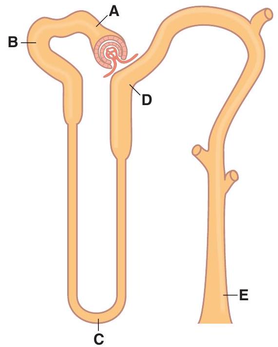 <strong> -At which site is the amount of paraaminohippuric acid (PAH) in tubular fluid lowest?</strong> A) Site A B) Site B C) Site C D) Site D E) Site E