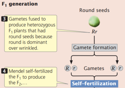 The Punnett square is a shorthand method of predicting the genotypic and phenotypic ratios of progeny from a genetic cross. -If an F<sub>1</sub> plant depicted in Figure above is backcrossed to the parent with round seeds, what proportion of the progeny will have wrinkled seeds? (Use a Punnett square.)