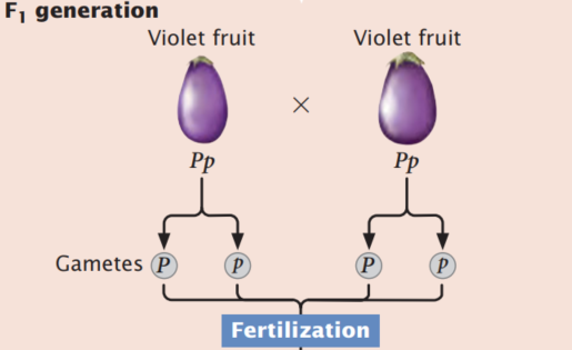 <strong> Incomplete dominance is exhibited when the heterozygote has a phenotype intermediate between the phenotypes of the two homozygotes. When a trait exhibits incomplete dominance, a cross between two heterozygotes produces a 1 : 2 : 1 phenotypic ratio in the progeny -If an F<sub>1</sub> eggplant in Figure above is used in a testcross, what proportion of the progeny from this cross will be white?</strong> A) All the progeny B) 1/2 C) 1/4 D) 0