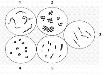 <strong>Which numbered portion of the illustration below depicts the bacterial class bacilli? </strong> A) 1 B) 2 C) 3 D) 4 E) 5