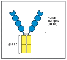 One of the first biologics developed was a drug known as etanercept (common name, Enbrel) that is a fusion protein formed from the cytokine binding domain of the TNF-receptor fused to the human IgG1 constant region, as shown in Figure Q6). This biologic is used to treat patients with inflammatory diseases such as rheumatoid arthritis, psoriasis, and others. Etanercept was developed to avoid injecting patients with the mouse monoclonal antibody to TNF- \alpha , which was available at the time. Figure Q6) Etanercept was preferred because: