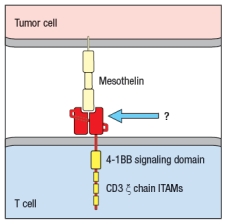 CAR T cells have shown remarkable efficacy in treating hematological malignancies . Figure Q17) In this cartoon, the component of the CAR indicated by the arrow is composed of: