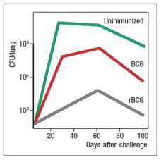 Currently, the only licensed vaccine against Mycobacterium tuberculosis (Mtb) is the attenuated strain, related to Mtb, known as BCG. While BCG protects some populations against some strains of Mtb, an improved vaccine for this deadly disease is needed. One recent effort to generate a better vaccine against Mtb is to engineer BCG to have improved immunogenicity in vaccinated individuals. BCG, like Mtb, infects macrophages, replicating in the macrophage phagosomes. Both BCG and Mtb prevent phagosome acidification and fusion with lysozomes, thereby preventing macrophages from efficiently killing the ingested bacteria. In addition, antigens from the bacteria are not found in the macrophage cytosol. To alter this lifestyle, BCG was engineered to express the listeriolysin protein from Listeria monocytogenes. This enzyme lyses the phagosomal membrane allowing antigens to escape into the cytosol. In addition, a mutation was generated in this same BCG to inactivate the bacterial urease, an enzyme that prevents acidification of phagosomes carrying ingested bacteria. This modified BCG was called rBCG, for recombinant BCG. To test whether rBCG induced more potent protection than the original vaccine strain, mice were immunized with BCG or rBCG, or left unimmunized, and then challenged with virulent Mtb. Titers of Mtb (CFU/lung) were then examined over time after challenge, as shown in Figure Q25). Figure Q25) Based on these data, rBCG likely induced: