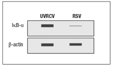 Early efforts to develop a vaccine against respiratory syncytial virus (RSV) using inactivated virus were unsuccessful. Antibody responses to the vaccine were poor, and were not protective against the natural infection. Studies in mice revealed a likely explanation for the poor performance of the inactivated RSV vaccine. For these studies, inactivated RSV was generated by UV-treatment of the virus, and was referred to as UVRSV. This UVRSV was compared to live RSV in a number of assays. First, mice were immunized by footpad (intradermal, also known as subcutaneous) injection of either UVRSV or live RSV, and dendritic cells from the draining lymph node were isolated 24 hours later. Cell lysates from these dendritic cells were prepared, and were immunoblotted for the levels of I \kappa B \alpha protein, the inhibitory subunit of the cytosolic complex of NF \kappa B that is degraded following stimulation of receptors that activate NF \kappa B. A loading control of \beta -actin is shown to indicate comparable amounts of total protein in each sample. a) Given these data, name two classes of receptors in dendritic cells that might account for the difference seen in the immunoblot. To examine further the different effects of the UVRSV versus live RSV immunization on dendritic cells, the dendritic cells were isolated from draining lymph nodes 24 hours after immunization and stained for surface expression of CD40 and the co-stimulatory B7 receptors. These data are shown in Figure as fold-increase over the levels of expression of these molecules detected on dendritic cells from unimmunized mice. Next, mice were immunized with live RSV or UVRSV, and CD4 T cells were isolated from draining lymph nodes on various days post-immunization. The T cells were examined for IFN- \gamma production in response to viral antigens mixed with antigen-presenting-cells by ELISPOT, and the numbers of responding cells at each time point were graphed, as shown in Figure. b) Which data (A or B) represents the live RSV versus the UVRSV, and why? To determine which dendritic cell pathway might be important for the improved responses to live RSV compared to UVRSV, live RSV was used to immunize mice with reduced expression of the adapter protein, MyD88, and the responses of the Myd88+/- mice were compared to wild-type immunized mice. In these studies, anti-RSV antibodies in sera of immunized mice were tested for their ability to neutralize infectious virus in an in vitro assay, as shown in Figure. Log2PRNT indicates the amount the sera can be diluted before it loses the ability to neutralize 50% of the infectious virus in each sample, on a log2 scale (i.e., the higher the value the more potent the sera is for neutralizing virus). c) Based on these data, what is the likely identity of the receptor family required for live RSV immunization to produce neutralizing antibodies to RSV? To determine whether the pathway identified above was responsible for the more robust response to live RSV compared to UVRSV, mice were immunized with UVRSV alone, UVRSV in combination with alum, or UVRSV in combination with synthetic double-stranded RNA (poly I:C) plus synthetic single-stranded RNA (poly U). The sera from these mice were then tested for their ability to neutralize infectious RSV, in comparison to sera from unimmunized mice or mice immunized with live RSV, as shown in . d) Do these data support or refute your answer to question (c) above? Do they implicate any specific receptors in the pathway required to generate a robust neutralizing antibody response to RSV?