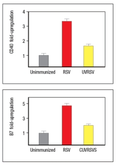 Early efforts to develop a vaccine against respiratory syncytial virus (RSV) using inactivated virus were unsuccessful. Antibody responses to the vaccine were poor, and were not protective against the natural infection. Studies in mice revealed a likely explanation for the poor performance of the inactivated RSV vaccine. For these studies, inactivated RSV was generated by UV-treatment of the virus, and was referred to as UVRSV. This UVRSV was compared to live RSV in a number of assays. First, mice were immunized by footpad (intradermal, also known as subcutaneous) injection of either UVRSV or live RSV, and dendritic cells from the draining lymph node were isolated 24 hours later. Cell lysates from these dendritic cells were prepared, and were immunoblotted for the levels of I \kappa B \alpha protein, the inhibitory subunit of the cytosolic complex of NF \kappa B that is degraded following stimulation of receptors that activate NF \kappa B. A loading control of \beta -actin is shown to indicate comparable amounts of total protein in each sample. a) Given these data, name two classes of receptors in dendritic cells that might account for the difference seen in the immunoblot. To examine further the different effects of the UVRSV versus live RSV immunization on dendritic cells, the dendritic cells were isolated from draining lymph nodes 24 hours after immunization and stained for surface expression of CD40 and the co-stimulatory B7 receptors. These data are shown in Figure as fold-increase over the levels of expression of these molecules detected on dendritic cells from unimmunized mice. Next, mice were immunized with live RSV or UVRSV, and CD4 T cells were isolated from draining lymph nodes on various days post-immunization. The T cells were examined for IFN- \gamma production in response to viral antigens mixed with antigen-presenting-cells by ELISPOT, and the numbers of responding cells at each time point were graphed, as shown in Figure. b) Which data (A or B) represents the live RSV versus the UVRSV, and why? To determine which dendritic cell pathway might be important for the improved responses to live RSV compared to UVRSV, live RSV was used to immunize mice with reduced expression of the adapter protein, MyD88, and the responses of the Myd88+/- mice were compared to wild-type immunized mice. In these studies, anti-RSV antibodies in sera of immunized mice were tested for their ability to neutralize infectious virus in an in vitro assay, as shown in Figure. Log2PRNT indicates the amount the sera can be diluted before it loses the ability to neutralize 50% of the infectious virus in each sample, on a log2 scale (i.e., the higher the value the more potent the sera is for neutralizing virus). c) Based on these data, what is the likely identity of the receptor family required for live RSV immunization to produce neutralizing antibodies to RSV? To determine whether the pathway identified above was responsible for the more robust response to live RSV compared to UVRSV, mice were immunized with UVRSV alone, UVRSV in combination with alum, or UVRSV in combination with synthetic double-stranded RNA (poly I:C) plus synthetic single-stranded RNA (poly U). The sera from these mice were then tested for their ability to neutralize infectious RSV, in comparison to sera from unimmunized mice or mice immunized with live RSV, as shown in . d) Do these data support or refute your answer to question (c) above? Do they implicate any specific receptors in the pathway required to generate a robust neutralizing antibody response to RSV?