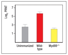 Early efforts to develop a vaccine against respiratory syncytial virus (RSV) using inactivated virus were unsuccessful. Antibody responses to the vaccine were poor, and were not protective against the natural infection. Studies in mice revealed a likely explanation for the poor performance of the inactivated RSV vaccine. For these studies, inactivated RSV was generated by UV-treatment of the virus, and was referred to as UVRSV. This UVRSV was compared to live RSV in a number of assays. First, mice were immunized by footpad (intradermal, also known as subcutaneous) injection of either UVRSV or live RSV, and dendritic cells from the draining lymph node were isolated 24 hours later. Cell lysates from these dendritic cells were prepared, and were immunoblotted for the levels of I \kappa B \alpha protein, the inhibitory subunit of the cytosolic complex of NF \kappa B that is degraded following stimulation of receptors that activate NF \kappa B. A loading control of \beta -actin is shown to indicate comparable amounts of total protein in each sample. a) Given these data, name two classes of receptors in dendritic cells that might account for the difference seen in the immunoblot. To examine further the different effects of the UVRSV versus live RSV immunization on dendritic cells, the dendritic cells were isolated from draining lymph nodes 24 hours after immunization and stained for surface expression of CD40 and the co-stimulatory B7 receptors. These data are shown in Figure as fold-increase over the levels of expression of these molecules detected on dendritic cells from unimmunized mice. Next, mice were immunized with live RSV or UVRSV, and CD4 T cells were isolated from draining lymph nodes on various days post-immunization. The T cells were examined for IFN- \gamma production in response to viral antigens mixed with antigen-presenting-cells by ELISPOT, and the numbers of responding cells at each time point were graphed, as shown in Figure. b) Which data (A or B) represents the live RSV versus the UVRSV, and why? To determine which dendritic cell pathway might be important for the improved responses to live RSV compared to UVRSV, live RSV was used to immunize mice with reduced expression of the adapter protein, MyD88, and the responses of the Myd88+/- mice were compared to wild-type immunized mice. In these studies, anti-RSV antibodies in sera of immunized mice were tested for their ability to neutralize infectious virus in an in vitro assay, as shown in Figure. Log2PRNT indicates the amount the sera can be diluted before it loses the ability to neutralize 50% of the infectious virus in each sample, on a log2 scale (i.e., the higher the value the more potent the sera is for neutralizing virus). c) Based on these data, what is the likely identity of the receptor family required for live RSV immunization to produce neutralizing antibodies to RSV? To determine whether the pathway identified above was responsible for the more robust response to live RSV compared to UVRSV, mice were immunized with UVRSV alone, UVRSV in combination with alum, or UVRSV in combination with synthetic double-stranded RNA (poly I:C) plus synthetic single-stranded RNA (poly U). The sera from these mice were then tested for their ability to neutralize infectious RSV, in comparison to sera from unimmunized mice or mice immunized with live RSV, as shown in . d) Do these data support or refute your answer to question (c) above? Do they implicate any specific receptors in the pathway required to generate a robust neutralizing antibody response to RSV?