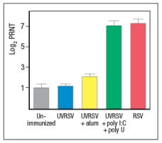 Early efforts to develop a vaccine against respiratory syncytial virus (RSV) using inactivated virus were unsuccessful. Antibody responses to the vaccine were poor, and were not protective against the natural infection. Studies in mice revealed a likely explanation for the poor performance of the inactivated RSV vaccine. For these studies, inactivated RSV was generated by UV-treatment of the virus, and was referred to as UVRSV. This UVRSV was compared to live RSV in a number of assays. First, mice were immunized by footpad (intradermal, also known as subcutaneous) injection of either UVRSV or live RSV, and dendritic cells from the draining lymph node were isolated 24 hours later. Cell lysates from these dendritic cells were prepared, and were immunoblotted for the levels of I \kappa B \alpha protein, the inhibitory subunit of the cytosolic complex of NF \kappa B that is degraded following stimulation of receptors that activate NF \kappa B. A loading control of \beta -actin is shown to indicate comparable amounts of total protein in each sample. a) Given these data, name two classes of receptors in dendritic cells that might account for the difference seen in the immunoblot. To examine further the different effects of the UVRSV versus live RSV immunization on dendritic cells, the dendritic cells were isolated from draining lymph nodes 24 hours after immunization and stained for surface expression of CD40 and the co-stimulatory B7 receptors. These data are shown in Figure as fold-increase over the levels of expression of these molecules detected on dendritic cells from unimmunized mice. Next, mice were immunized with live RSV or UVRSV, and CD4 T cells were isolated from draining lymph nodes on various days post-immunization. The T cells were examined for IFN- \gamma production in response to viral antigens mixed with antigen-presenting-cells by ELISPOT, and the numbers of responding cells at each time point were graphed, as shown in Figure. b) Which data (A or B) represents the live RSV versus the UVRSV, and why? To determine which dendritic cell pathway might be important for the improved responses to live RSV compared to UVRSV, live RSV was used to immunize mice with reduced expression of the adapter protein, MyD88, and the responses of the Myd88+/- mice were compared to wild-type immunized mice. In these studies, anti-RSV antibodies in sera of immunized mice were tested for their ability to neutralize infectious virus in an in vitro assay, as shown in Figure. Log2PRNT indicates the amount the sera can be diluted before it loses the ability to neutralize 50% of the infectious virus in each sample, on a log2 scale (i.e., the higher the value the more potent the sera is for neutralizing virus). c) Based on these data, what is the likely identity of the receptor family required for live RSV immunization to produce neutralizing antibodies to RSV? To determine whether the pathway identified above was responsible for the more robust response to live RSV compared to UVRSV, mice were immunized with UVRSV alone, UVRSV in combination with alum, or UVRSV in combination with synthetic double-stranded RNA (poly I:C) plus synthetic single-stranded RNA (poly U). The sera from these mice were then tested for their ability to neutralize infectious RSV, in comparison to sera from unimmunized mice or mice immunized with live RSV, as shown in . d) Do these data support or refute your answer to question (c) above? Do they implicate any specific receptors in the pathway required to generate a robust neutralizing antibody response to RSV?