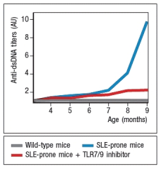 A disease resembling systemic lupus erythematosis (SLE) can be induced in mice. A key characteristic of this disease is the production of autoantibodies with specificity for double-stranded DNA (dsDNA), nucleosomes, and ribonucleotide-protein complexes (RNPs). When these mice are treated with a small molecule TLR7 and TLR9 inhibitor, twice a week starting at 4 months of age, the data in Figure Q4) are obtained. Figure Q4) In this system, the TLR7/TLR9 inhibitor: