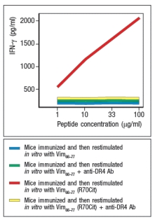 During inflammation, some proteins undergo modification, converting arginine residues in their sequences to citrulline. In smokers, an increased level of protein citrullination has been detected in cells of the lung, an observation that has been proposed as one explanation for the strong association between smoking and the autoimmune disease, rheumatoid arthritis. To determine a potential mechanism by which protein citrullination might lead to autoimmunity, studies were performed in mice. These mice were transgenic for the human MHC class II molecule, HLA DR4, the allele showing strong association with rheumatoid arthritis in humans. These mice were immunized with a peptide derived from the self-antigen vimentin (Vim<sub>65-77</sub>), or with a variant Vim<sub>65-77 </sub>peptide in which the arginine at position 70 of this peptide was converted to citrulline (Vim<sub>65-77</sub>(R70Cit)). Ten days later, T cells were isolated from draining lymph nodes of the immunized mice, and were stimulated in vitro with APCs plus each vimentin peptide. After three days of culture, IFN- \gamma levels in the supernatants of the cultures were measured, as shown in Figure Q1)18). To confirm that the T cell responses were directed at vimentin peptides bound to DR4, duplicate in vitro cultures received anti-DR4 blocking antibody. What hypothesis is suggested by these data to account for how protein citrullination might lead to autoimmunity?