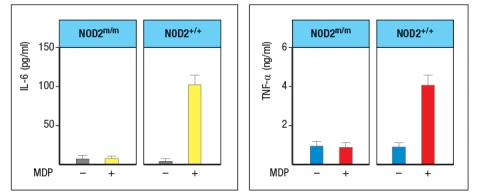 Mutations in the intracellular sensor gene NOD2 are associated with Crohn's disease, a chronic severe inflammatory disease of the gastrointestinal tract. NOD2 is normally expressed in Paneth cells of the intestine, as well as in macrophages, monocytes and dendritic cells. To understand the effects of the NOD2 mutation, a line of knock-in mice was generated in which the wild-type NOD2 allele (NOD2<sup>+/+</sup>) was replaced with a variant disease-associated allele that causes a frameshift mutation in the NOD2 protein coding sequence (NOD2<sup>m/m</sup>). Isolated macrophages from wild-type mice were and those from NOD2<sup>m/m</sup><sup> </sup>mice were stimulated in vitro with the NOD2 ligand, muramyl dipeptide (MDP, a component of bacterial peptidoglycan), and inflammatory cytokines IL-6 and TNF- \alpha were measured 3 hours later, as shown in Figure Q2)24). What is the most likely explanation for why this NOD2 mutation predisposes individuals to Crohn's disease?