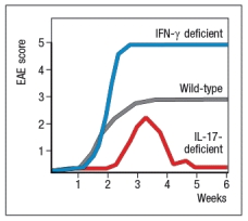   Multiple sclerosis is an autoimmune disease of the central nervous system that leads to demyelination of the nerves. Symptoms include tingling, numbness, muscle weakness, problems with coordination and balance, as well as other neurological problems. To understand more about this disease, a mouse model has been developed in which mice are experimentally induced to generate an autoimmune response to autoantigens expressed on the myelin sheaths of nerves in the central nervous system and spinal cord. To investigate the major immune system component responsible for the disease symptoms in EAE, lines of knockout mice were tested for the development of this autoimmune disease. To induce disease, mice are immunized with a peptide of murine myelin oligodendrocyte glycoprotein (MOG) in complete Freund's adjuvant (an adjuvant containing killed mycobacteria). Then disease symptoms are monitored on a scale of 1-5, where 1 is mild disease and 5 is moribundity and death. In comparison to wild-type mice, mice deficient in IFN- \gamma  and mice deficient in IL-17 were each tested for development of EAE. The results are shown in Figure Q3)30)A.   or IL-17-deficient mice were immunized with MOG peptide in CFA, and 10 days later, lymph node cells were isolated, and were stimulated for 3 days with MOG peptide. T cells were then isolated from the cultures of wild-type lymph node cells, as were the T cells from the Il17<sup>-/-</sup> cultures. Wild-type or Il17<sup>-/-</sup> T cells were then adoptively transferred into naive wild-type recipient mice, which were then monitored for EAE disease symptoms. The incidence of mice showing clinical disease is shown in Figure 3)30)B; the labels indicate the source of the transferred T cells.    b) Do these data confirm or refute your answer to (a)? Explain your reasoning. c) What is a likely explanation for the results seen when EAE is induced in IFN- \gamma -deficient mice compared to wild-type and IL-17-deficient mice? Vitamin D and its metabolites have shown to provide partial protection against several autoimmune diseases in mice, including EAE. These findings correlate with the fact that multiple sclerosis incidence is reduced in areas of high sunlight exposure, and is also reduced in individuals on diets high in Vitamin  D. To examine the mechanism of this protective effect of Vitamin D, 1,25-dihydroxyvitamin D3 [1,25(OH)<sub>2</sub>D<sub>3</sub>], the active form of vitamin D in the body, was administered to mice starting at 2 weeks post-immunization with MOG+CFA. As a control, a second group of mice are given the vehicle used to dissolve the 1,25(OH)<sub>2</sub>D<sub>3</sub> on its own (vehicle control). 1,25(OH)<sub>2</sub>D<sub>3</sub> is known to act by binding to the vitamin D receptor (VDR), a protein that functions in transcriptional regulation. 1,25(OH)<sub>2</sub>D<sub>3</sub> enters cells, and binds to VDR. The activated VDR then migrates to the nucleus where it binds to DNA, functioning either as a transcriptional activator or as a repressor, depending on its binding partners. The results of 1,25(OH)<sub>2</sub>D<sub>3</sub> treatment on EAE induction are shown in Figure .     In a second set of studies, naive CD4 T cells were isolated from wild-type mice, and were stimulated in vitro with anti-CD3/CD28 antibodies plus IL-6 and TGF- \beta  for 3 days, and then expanded in IL-23 for an additional 4 days in the presence or absence of 1,25(OH)<sub>2</sub>D<sub>3</sub> or vehicle control. Following this, cells were restimulated with anti-CD3/CD28 antibodies, and 2 days later, supernatants were analyzed for IL-17 and IL-22, as shown in Figure.     d) Given these data, propose a mechanism by which 1,25(OH)<sub>2</sub>D<sub>3</sub> is acting in the EAE disease model. Additional studies were performed in which mice were treated with 1,25(OH)<sub>2</sub>D<sub>3</sub> (or vehicle control) starting at the time of immunization with MOG + CFA, and then analyzed two weeks later. CD4 T cells from the spleen or the spinal cord were stained with antibodies to CD25 and the transcription factor FoxP3, and the results are displayed in Figure.     e) Based on the data shown above, what might be another role for 1,25(OH)<sub>2</sub>D<sub>3</sub> that contributes to the ability of this vitamin D metabolite to inhibit autoimmune diseases like EAE or multiple sclerosis? 