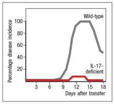   Multiple sclerosis is an autoimmune disease of the central nervous system that leads to demyelination of the nerves. Symptoms include tingling, numbness, muscle weakness, problems with coordination and balance, as well as other neurological problems. To understand more about this disease, a mouse model has been developed in which mice are experimentally induced to generate an autoimmune response to autoantigens expressed on the myelin sheaths of nerves in the central nervous system and spinal cord. To investigate the major immune system component responsible for the disease symptoms in EAE, lines of knockout mice were tested for the development of this autoimmune disease. To induce disease, mice are immunized with a peptide of murine myelin oligodendrocyte glycoprotein (MOG) in complete Freund's adjuvant (an adjuvant containing killed mycobacteria). Then disease symptoms are monitored on a scale of 1-5, where 1 is mild disease and 5 is moribundity and death. In comparison to wild-type mice, mice deficient in IFN- \gamma  and mice deficient in IL-17 were each tested for development of EAE. The results are shown in Figure Q3)30)A.   or IL-17-deficient mice were immunized with MOG peptide in CFA, and 10 days later, lymph node cells were isolated, and were stimulated for 3 days with MOG peptide. T cells were then isolated from the cultures of wild-type lymph node cells, as were the T cells from the Il17<sup>-/-</sup> cultures. Wild-type or Il17<sup>-/-</sup> T cells were then adoptively transferred into naive wild-type recipient mice, which were then monitored for EAE disease symptoms. The incidence of mice showing clinical disease is shown in Figure 3)30)B; the labels indicate the source of the transferred T cells.    b) Do these data confirm or refute your answer to (a)? Explain your reasoning. c) What is a likely explanation for the results seen when EAE is induced in IFN- \gamma -deficient mice compared to wild-type and IL-17-deficient mice? Vitamin D and its metabolites have shown to provide partial protection against several autoimmune diseases in mice, including EAE. These findings correlate with the fact that multiple sclerosis incidence is reduced in areas of high sunlight exposure, and is also reduced in individuals on diets high in Vitamin  D. To examine the mechanism of this protective effect of Vitamin D, 1,25-dihydroxyvitamin D3 [1,25(OH)<sub>2</sub>D<sub>3</sub>], the active form of vitamin D in the body, was administered to mice starting at 2 weeks post-immunization with MOG+CFA. As a control, a second group of mice are given the vehicle used to dissolve the 1,25(OH)<sub>2</sub>D<sub>3</sub> on its own (vehicle control). 1,25(OH)<sub>2</sub>D<sub>3</sub> is known to act by binding to the vitamin D receptor (VDR), a protein that functions in transcriptional regulation. 1,25(OH)<sub>2</sub>D<sub>3</sub> enters cells, and binds to VDR. The activated VDR then migrates to the nucleus where it binds to DNA, functioning either as a transcriptional activator or as a repressor, depending on its binding partners. The results of 1,25(OH)<sub>2</sub>D<sub>3</sub> treatment on EAE induction are shown in Figure .     In a second set of studies, naive CD4 T cells were isolated from wild-type mice, and were stimulated in vitro with anti-CD3/CD28 antibodies plus IL-6 and TGF- \beta  for 3 days, and then expanded in IL-23 for an additional 4 days in the presence or absence of 1,25(OH)<sub>2</sub>D<sub>3</sub> or vehicle control. Following this, cells were restimulated with anti-CD3/CD28 antibodies, and 2 days later, supernatants were analyzed for IL-17 and IL-22, as shown in Figure.     d) Given these data, propose a mechanism by which 1,25(OH)<sub>2</sub>D<sub>3</sub> is acting in the EAE disease model. Additional studies were performed in which mice were treated with 1,25(OH)<sub>2</sub>D<sub>3</sub> (or vehicle control) starting at the time of immunization with MOG + CFA, and then analyzed two weeks later. CD4 T cells from the spleen or the spinal cord were stained with antibodies to CD25 and the transcription factor FoxP3, and the results are displayed in Figure.     e) Based on the data shown above, what might be another role for 1,25(OH)<sub>2</sub>D<sub>3</sub> that contributes to the ability of this vitamin D metabolite to inhibit autoimmune diseases like EAE or multiple sclerosis? 