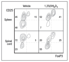   Multiple sclerosis is an autoimmune disease of the central nervous system that leads to demyelination of the nerves. Symptoms include tingling, numbness, muscle weakness, problems with coordination and balance, as well as other neurological problems. To understand more about this disease, a mouse model has been developed in which mice are experimentally induced to generate an autoimmune response to autoantigens expressed on the myelin sheaths of nerves in the central nervous system and spinal cord. To investigate the major immune system component responsible for the disease symptoms in EAE, lines of knockout mice were tested for the development of this autoimmune disease. To induce disease, mice are immunized with a peptide of murine myelin oligodendrocyte glycoprotein (MOG) in complete Freund's adjuvant (an adjuvant containing killed mycobacteria). Then disease symptoms are monitored on a scale of 1-5, where 1 is mild disease and 5 is moribundity and death. In comparison to wild-type mice, mice deficient in IFN- \gamma  and mice deficient in IL-17 were each tested for development of EAE. The results are shown in Figure Q3)30)A.   or IL-17-deficient mice were immunized with MOG peptide in CFA, and 10 days later, lymph node cells were isolated, and were stimulated for 3 days with MOG peptide. T cells were then isolated from the cultures of wild-type lymph node cells, as were the T cells from the Il17<sup>-/-</sup> cultures. Wild-type or Il17<sup>-/-</sup> T cells were then adoptively transferred into naive wild-type recipient mice, which were then monitored for EAE disease symptoms. The incidence of mice showing clinical disease is shown in Figure 3)30)B; the labels indicate the source of the transferred T cells.    b) Do these data confirm or refute your answer to (a)? Explain your reasoning. c) What is a likely explanation for the results seen when EAE is induced in IFN- \gamma -deficient mice compared to wild-type and IL-17-deficient mice? Vitamin D and its metabolites have shown to provide partial protection against several autoimmune diseases in mice, including EAE. These findings correlate with the fact that multiple sclerosis incidence is reduced in areas of high sunlight exposure, and is also reduced in individuals on diets high in Vitamin  D. To examine the mechanism of this protective effect of Vitamin D, 1,25-dihydroxyvitamin D3 [1,25(OH)<sub>2</sub>D<sub>3</sub>], the active form of vitamin D in the body, was administered to mice starting at 2 weeks post-immunization with MOG+CFA. As a control, a second group of mice are given the vehicle used to dissolve the 1,25(OH)<sub>2</sub>D<sub>3</sub> on its own (vehicle control). 1,25(OH)<sub>2</sub>D<sub>3</sub> is known to act by binding to the vitamin D receptor (VDR), a protein that functions in transcriptional regulation. 1,25(OH)<sub>2</sub>D<sub>3</sub> enters cells, and binds to VDR. The activated VDR then migrates to the nucleus where it binds to DNA, functioning either as a transcriptional activator or as a repressor, depending on its binding partners. The results of 1,25(OH)<sub>2</sub>D<sub>3</sub> treatment on EAE induction are shown in Figure .     In a second set of studies, naive CD4 T cells were isolated from wild-type mice, and were stimulated in vitro with anti-CD3/CD28 antibodies plus IL-6 and TGF- \beta  for 3 days, and then expanded in IL-23 for an additional 4 days in the presence or absence of 1,25(OH)<sub>2</sub>D<sub>3</sub> or vehicle control. Following this, cells were restimulated with anti-CD3/CD28 antibodies, and 2 days later, supernatants were analyzed for IL-17 and IL-22, as shown in Figure.     d) Given these data, propose a mechanism by which 1,25(OH)<sub>2</sub>D<sub>3</sub> is acting in the EAE disease model. Additional studies were performed in which mice were treated with 1,25(OH)<sub>2</sub>D<sub>3</sub> (or vehicle control) starting at the time of immunization with MOG + CFA, and then analyzed two weeks later. CD4 T cells from the spleen or the spinal cord were stained with antibodies to CD25 and the transcription factor FoxP3, and the results are displayed in Figure.     e) Based on the data shown above, what might be another role for 1,25(OH)<sub>2</sub>D<sub>3</sub> that contributes to the ability of this vitamin D metabolite to inhibit autoimmune diseases like EAE or multiple sclerosis? 