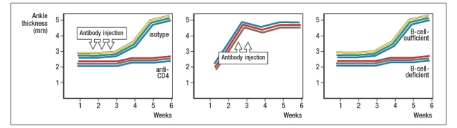 A mouse model of spontaneous rheumatoid arthritis (RA) was fortuitously discovered when a T-cell receptor transgenic mouse line made in C57BL/6 mice (KRN) was crossed to the NOD strain. These mice, known as KxN, developed RA beginning at about 4-5 weeks of age. The disease symptoms included joint swelling, infiltration of inflammatory cells, with eventual deterioration of bone and cartilage. As a first experiment to determine the mechanism leading to this autoimmune response, KRN<sup>+</sup> CD4 T cells were isolated from C57BL/6 mice and were stimulated in vitro with purified APCs from wild-type C57BL/6 mice, NOD mice, or C57BL/6 mice expressing the NOD MHC class II allele, I-A<sup>g7</sup> (C57BL/6-A<sup>g7</sup>). After three days, the T cultures were pulsed with <sup>3</sup>H-thymidine, and cpm incorporated were measured to assess T cell proliferation, as shown in Figure Q3)31)A. Furthermore, the CD4 T cell compartment in KxN mice was examined, and compared to KRN-transgenic negative littermate control mice. Whereas the littermate controls generally had 16-22% CD4 T cells in their spleens, KxN had 5-7% CD4 T cells, all of which expressed the KRN T-cell receptor. a) What do these data indicate about the mechanism(s) of self-tolerance acting on KRN T-cell receptor-positive CD4 T cells in the KxN mice? receptor recognized a peptide of a ubiquitous self-antigen (glucose-6-phosphate isomerase; GPI) bound to the NOD MHC class II allele, I-A<sup>g7</sup>. In addition, the sera of the KxN mice were found to have circulating IgG antibodies to GPI. To address whether T cells or B cells were required for autoimmune disease initiation and/or progression, a series of studies were performed. In one study, CD4 T cells were eliminated in young KxN mice by injection of a cell-depleting anti-CD4 antibody (or an isotype control antibody), and disease progression was monitored. In a second study, anti-CD4 antibody was injected into KxN mice after disease symptoms had already appeared. The mice were then monitored for the ensuing several weeks. In a third study, KxN mice were crossed to a line of mice with a mutation in the immunoglobulin locus that blocks all B cell development. KxN B-cell-deficient mice were then compared to KxN B-cell-sufficient mice for the development of RA symptoms. These data are shown in Figure. b) What do these data indicate about the role of T cells, B cells, and antibodies in the development and disease progression of RA in this mouse model? In a next experiment, sera from KxN arthritic mice or non-arthritic control mice were isolated, and injected into RAG-deficient recipients. Recipient mice were then monitored for clinical disease, and were scored on a scale of 1-5 every 3 days, as shown in Figure ; 1 = mildest disease to 5 = severe disease. c) What do these data, together with the data shown above, indicate about the pathogenic mechanisms operating in this model of RA? In a final set of studies, potential effector mechanisms resulting in joint inflammation and destruction were examined. Serum from KxN arthritic mice was injected into Rag-deficient recipients that were lacking expression of the complement component C3 or the neutrophil chemokine receptor CXCR2. Disease progression was monitored after serum injection and compared to that seen following KxN serum injection into control Rag-deficient recipients as shown in . d) What do these data indicate about the disease mechanism in this model of RA? e) Given all of these data, what is the likely role of the KRN<sup>+</sup> CD4 T cells in this disease model?