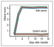 A mouse model of spontaneous rheumatoid arthritis (RA) was fortuitously discovered when a T-cell receptor transgenic mouse line made in C57BL/6 mice (KRN) was crossed to the NOD strain. These mice, known as KxN, developed RA beginning at about 4-5 weeks of age. The disease symptoms included joint swelling, infiltration of inflammatory cells, with eventual deterioration of bone and cartilage. As a first experiment to determine the mechanism leading to this autoimmune response, KRN<sup>+</sup> CD4 T cells were isolated from C57BL/6 mice and were stimulated in vitro with purified APCs from wild-type C57BL/6 mice, NOD mice, or C57BL/6 mice expressing the NOD MHC class II allele, I-A<sup>g7</sup> (C57BL/6-A<sup>g7</sup>). After three days, the T cultures were pulsed with <sup>3</sup>H-thymidine, and cpm incorporated were measured to assess T cell proliferation, as shown in Figure Q3)31)A. Furthermore, the CD4 T cell compartment in KxN mice was examined, and compared to KRN-transgenic negative littermate control mice. Whereas the littermate controls generally had 16-22% CD4 T cells in their spleens, KxN had 5-7% CD4 T cells, all of which expressed the KRN T-cell receptor. a) What do these data indicate about the mechanism(s) of self-tolerance acting on KRN T-cell receptor-positive CD4 T cells in the KxN mice? receptor recognized a peptide of a ubiquitous self-antigen (glucose-6-phosphate isomerase; GPI) bound to the NOD MHC class II allele, I-A<sup>g7</sup>. In addition, the sera of the KxN mice were found to have circulating IgG antibodies to GPI. To address whether T cells or B cells were required for autoimmune disease initiation and/or progression, a series of studies were performed. In one study, CD4 T cells were eliminated in young KxN mice by injection of a cell-depleting anti-CD4 antibody (or an isotype control antibody), and disease progression was monitored. In a second study, anti-CD4 antibody was injected into KxN mice after disease symptoms had already appeared. The mice were then monitored for the ensuing several weeks. In a third study, KxN mice were crossed to a line of mice with a mutation in the immunoglobulin locus that blocks all B cell development. KxN B-cell-deficient mice were then compared to KxN B-cell-sufficient mice for the development of RA symptoms. These data are shown in Figure. b) What do these data indicate about the role of T cells, B cells, and antibodies in the development and disease progression of RA in this mouse model? In a next experiment, sera from KxN arthritic mice or non-arthritic control mice were isolated, and injected into RAG-deficient recipients. Recipient mice were then monitored for clinical disease, and were scored on a scale of 1-5 every 3 days, as shown in Figure ; 1 = mildest disease to 5 = severe disease. c) What do these data, together with the data shown above, indicate about the pathogenic mechanisms operating in this model of RA? In a final set of studies, potential effector mechanisms resulting in joint inflammation and destruction were examined. Serum from KxN arthritic mice was injected into Rag-deficient recipients that were lacking expression of the complement component C3 or the neutrophil chemokine receptor CXCR2. Disease progression was monitored after serum injection and compared to that seen following KxN serum injection into control Rag-deficient recipients as shown in . d) What do these data indicate about the disease mechanism in this model of RA? e) Given all of these data, what is the likely role of the KRN<sup>+</sup> CD4 T cells in this disease model?