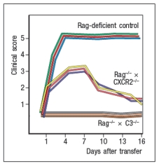 A mouse model of spontaneous rheumatoid arthritis (RA) was fortuitously discovered when a T-cell receptor transgenic mouse line made in C57BL/6 mice (KRN) was crossed to the NOD strain. These mice, known as KxN, developed RA beginning at about 4-5 weeks of age. The disease symptoms included joint swelling, infiltration of inflammatory cells, with eventual deterioration of bone and cartilage. As a first experiment to determine the mechanism leading to this autoimmune response, KRN<sup>+</sup> CD4 T cells were isolated from C57BL/6 mice and were stimulated in vitro with purified APCs from wild-type C57BL/6 mice, NOD mice, or C57BL/6 mice expressing the NOD MHC class II allele, I-A<sup>g7</sup> (C57BL/6-A<sup>g7</sup>). After three days, the T cultures were pulsed with <sup>3</sup>H-thymidine, and cpm incorporated were measured to assess T cell proliferation, as shown in Figure Q3)31)A. Furthermore, the CD4 T cell compartment in KxN mice was examined, and compared to KRN-transgenic negative littermate control mice. Whereas the littermate controls generally had 16-22% CD4 T cells in their spleens, KxN had 5-7% CD4 T cells, all of which expressed the KRN T-cell receptor. a) What do these data indicate about the mechanism(s) of self-tolerance acting on KRN T-cell receptor-positive CD4 T cells in the KxN mice? receptor recognized a peptide of a ubiquitous self-antigen (glucose-6-phosphate isomerase; GPI) bound to the NOD MHC class II allele, I-A<sup>g7</sup>. In addition, the sera of the KxN mice were found to have circulating IgG antibodies to GPI. To address whether T cells or B cells were required for autoimmune disease initiation and/or progression, a series of studies were performed. In one study, CD4 T cells were eliminated in young KxN mice by injection of a cell-depleting anti-CD4 antibody (or an isotype control antibody), and disease progression was monitored. In a second study, anti-CD4 antibody was injected into KxN mice after disease symptoms had already appeared. The mice were then monitored for the ensuing several weeks. In a third study, KxN mice were crossed to a line of mice with a mutation in the immunoglobulin locus that blocks all B cell development. KxN B-cell-deficient mice were then compared to KxN B-cell-sufficient mice for the development of RA symptoms. These data are shown in Figure. b) What do these data indicate about the role of T cells, B cells, and antibodies in the development and disease progression of RA in this mouse model? In a next experiment, sera from KxN arthritic mice or non-arthritic control mice were isolated, and injected into RAG-deficient recipients. Recipient mice were then monitored for clinical disease, and were scored on a scale of 1-5 every 3 days, as shown in Figure ; 1 = mildest disease to 5 = severe disease. c) What do these data, together with the data shown above, indicate about the pathogenic mechanisms operating in this model of RA? In a final set of studies, potential effector mechanisms resulting in joint inflammation and destruction were examined. Serum from KxN arthritic mice was injected into Rag-deficient recipients that were lacking expression of the complement component C3 or the neutrophil chemokine receptor CXCR2. Disease progression was monitored after serum injection and compared to that seen following KxN serum injection into control Rag-deficient recipients as shown in . d) What do these data indicate about the disease mechanism in this model of RA? e) Given all of these data, what is the likely role of the KRN<sup>+</sup> CD4 T cells in this disease model?
