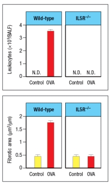 Allergen-induced airway remodeling in mice is used as a model for human allergic asthma. This disease is induced by first sensitizing mice to the protein antigen, chicken ovalbumin (OVA) by intraperitoneal immunization with OVA in a T<sub>H</sub>2-inducing adjuvant. Three weeks later, mice are challenged by inhalation of aerosolized OVA (or saline alone, as a control) daily for the following three weeks. At the end of the entire six week period, the lungs of the mice are examined for leukocyte numbers in the bronchial alveolar lavage fluid (BALF) and for tissue remodeling as assessed by measuring fibrotic areas in the lung tissue. To determine the cell type most likely responsible for the tissue damage in this disease, IL-5 receptor-deficient mice (IL5R<sup>-/-</sup>) are compared to wild-type, as shown in Figure Q13). airway remodeling disease model is:
