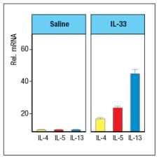 IL-33 is a cytokine known as an 'alarmin'. Following stimulation by pathogens or allergens, or in response to damage, epithelial cells in the skin, lungs, and gastrointestinal tract will release IL-33. This cytokine binds to its receptor, which is expressed on several cell types important in type 2 immune responses. When mice are injected with recombinant IL-33 once per day for 7 days (or saline as a control), specific cytokines are found elevated in multiple tissues and in their serum. An example of data from lung is shown in Figure Q26)A, with cytokine mRNA being measured by RT-PCR. Other cytokines, such as IL-2, IL-4, IL-6, IL-10, IL-12, TNF- \alpha , and IFN- \gamma were not altered by IL-33 injection. a) Name three cell types that are likely to express IL-33 receptors. These experiments were repeated using Rag-deficient mice, in comparison to wild-type controls. When cytokines were analyzed after IL-33 treatment of Rag-deficient mice, similar amounts of the same cytokines were observed as seen in wild-type controls. b) Do these data affect your answer to part (a) above? Why or why not? When IL-33-deficient mice were compared to wild-type controls in a mouse model of chronic airway inflammation, disease symptoms were reduced in IL33<sup>-/-</sup> mice. In this model, chicken ovalbumin protein (OVA) is mixed with a TH2-inducing adjuvant, and used to sensitize mice by intraperitoneal injection. Four weeks later, mice are challenged intranasally with OVA or saline alone on days 28, 29, and 30. The number of cells in the bronchiolar lavage fluid is then assessed, as shown in Figure . c) Given these data, as well as the cytokine data above, what are two important functions of IL-33? Leukocytes are isolated from the lung epithelium of wild-type mice in which chronic airway inflammation has been induced to OVA. The cells are separated into two subsets: lymphocytes and non-lymphocytes. Then each population is stimulated in vitro with IL-33 in the presence or absence of OVA protein, and 48 hours later the cytokines in the supernatants are assessed by ELISA. The results are shown in Figure for one cytokine. Similar data were obtained for IL-9 and IL-13. d) What are the likely cell types responding in each isolated population?