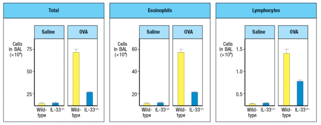 IL-33 is a cytokine known as an 'alarmin'. Following stimulation by pathogens or allergens, or in response to damage, epithelial cells in the skin, lungs, and gastrointestinal tract will release IL-33. This cytokine binds to its receptor, which is expressed on several cell types important in type 2 immune responses. When mice are injected with recombinant IL-33 once per day for 7 days (or saline as a control), specific cytokines are found elevated in multiple tissues and in their serum. An example of data from lung is shown in Figure Q26)A, with cytokine mRNA being measured by RT-PCR. Other cytokines, such as IL-2, IL-4, IL-6, IL-10, IL-12, TNF- \alpha , and IFN- \gamma were not altered by IL-33 injection. a) Name three cell types that are likely to express IL-33 receptors. These experiments were repeated using Rag-deficient mice, in comparison to wild-type controls. When cytokines were analyzed after IL-33 treatment of Rag-deficient mice, similar amounts of the same cytokines were observed as seen in wild-type controls. b) Do these data affect your answer to part (a) above? Why or why not? When IL-33-deficient mice were compared to wild-type controls in a mouse model of chronic airway inflammation, disease symptoms were reduced in IL33<sup>-/-</sup> mice. In this model, chicken ovalbumin protein (OVA) is mixed with a TH2-inducing adjuvant, and used to sensitize mice by intraperitoneal injection. Four weeks later, mice are challenged intranasally with OVA or saline alone on days 28, 29, and 30. The number of cells in the bronchiolar lavage fluid is then assessed, as shown in Figure . c) Given these data, as well as the cytokine data above, what are two important functions of IL-33? Leukocytes are isolated from the lung epithelium of wild-type mice in which chronic airway inflammation has been induced to OVA. The cells are separated into two subsets: lymphocytes and non-lymphocytes. Then each population is stimulated in vitro with IL-33 in the presence or absence of OVA protein, and 48 hours later the cytokines in the supernatants are assessed by ELISA. The results are shown in Figure for one cytokine. Similar data were obtained for IL-9 and IL-13. d) What are the likely cell types responding in each isolated population?