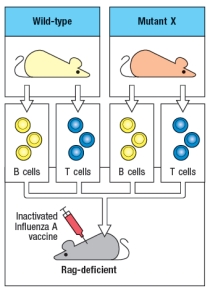 A mutant mouse line (Mutant-X) is discovered that is defective in generating IgG or IgA antibody responses to immunization with the inactivated influenza A virus vaccine. As a first step in determining the gene responsible for the immunodeficiency, T lymphocytes and B lymphocytes are separately isolated from wild-type or Mutant-X mice and mixtures of cells are transferred into Rag-deficient recipients, which are then immunized with the Influenza A vaccine as shown in Figure. Fourteen days later, serum from the immunized mice is collected, and tested for anti-influenza IgG and IgA antibody titers. The results are shown in Figure : mice is: