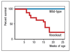 <strong>A mouse model of an immunodeficiency disease affecting the innate immune response was generated by knocking out a single gene. Studies of these mice, performed in the 1990s, showed that they were highly susceptible to infections of pyogenic bacteria, such as Staphylococcus and Lactobacillus species, and to infections of fungal pathogens, such as Paecilomyces. In fact, without deliberately infecting the mice, the researchers performing these studies found that the knockout mice were spontaneously succumbing to these infections while housed in their vivarium (animal facility), as shown in Figure. To determine the potential mechanism leading to the immune deficiency, a series of additional studies were performed. In one study, peripheral blood leukocytes from the mice were mixed with Staphylococcus aureus bacteria, and the ability of the cells to kill the bacteria was assessed. In a second study, the compound thioglycolate was injected into the peritoneal cavity of the mice, and five hours later the numbers of white blood cells were measured. This compound elicits a robust inflammatory response in the peritoneum, including the production of several inflammatory cytokines, such as TNFα, IL-1, and IL-6, as well as a number of chemokines known to recruit neutrophils and monocytes from the blood to the site of inflammation. The results of these studies are shown in Figure . Given these data, a likely candidate for the gene that was targeted in these knockout mice is:</strong> A) IRAK4 B) CD18, the integrin \beta chain C) TLR3 D) G6PC3, the glucose-6-phosphatase catalytic subunit 3 E) p47, a component of NADPH oxidase