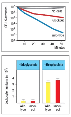 <strong>A mouse model of an immunodeficiency disease affecting the innate immune response was generated by knocking out a single gene. Studies of these mice, performed in the 1990s, showed that they were highly susceptible to infections of pyogenic bacteria, such as Staphylococcus and Lactobacillus species, and to infections of fungal pathogens, such as Paecilomyces. In fact, without deliberately infecting the mice, the researchers performing these studies found that the knockout mice were spontaneously succumbing to these infections while housed in their vivarium (animal facility), as shown in Figure. To determine the potential mechanism leading to the immune deficiency, a series of additional studies were performed. In one study, peripheral blood leukocytes from the mice were mixed with Staphylococcus aureus bacteria, and the ability of the cells to kill the bacteria was assessed. In a second study, the compound thioglycolate was injected into the peritoneal cavity of the mice, and five hours later the numbers of white blood cells were measured. This compound elicits a robust inflammatory response in the peritoneum, including the production of several inflammatory cytokines, such as TNFα, IL-1, and IL-6, as well as a number of chemokines known to recruit neutrophils and monocytes from the blood to the site of inflammation. The results of these studies are shown in Figure . Given these data, a likely candidate for the gene that was targeted in these knockout mice is:</strong> A) IRAK4 B) CD18, the integrin \beta chain C) TLR3 D) G6PC3, the glucose-6-phosphatase catalytic subunit 3 E) p47, a component of NADPH oxidase