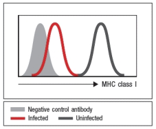 <strong>Viruses utilize many different strategies to evade the immune response after infection. One strategy, illustrated in Figure , is an effect on virus-infected cells. The virus used in this experiment is most likely:</strong> A) An RNA virus with a segmented genome B) A retrovirus C) A negatively stranded RNA virus D) A large DNA virus E) A virus that establishes latency in the host